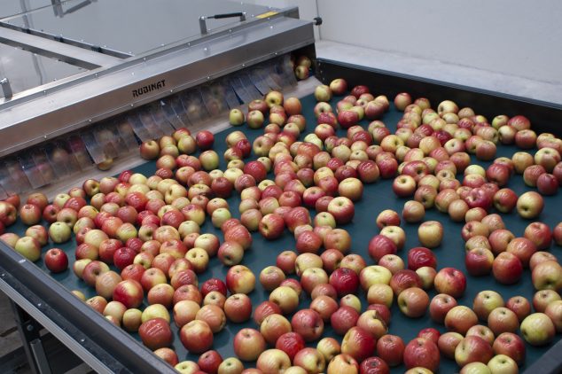 Encerdafora Rubinat trabajando manzanas.